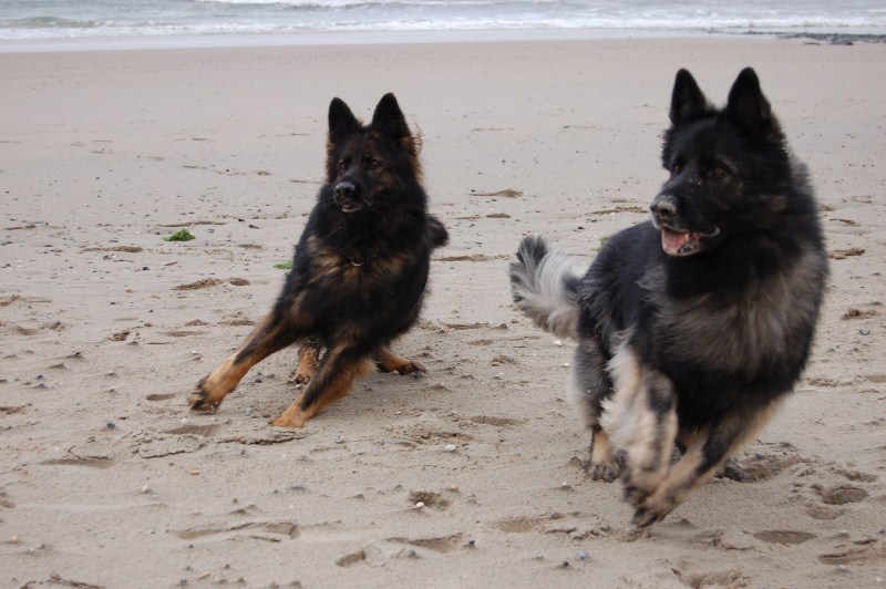 Xerus en Zaza op Vlieland (15).jpg